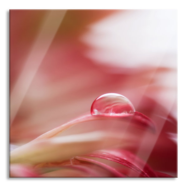 Brayden Studio Glasbild Regentropfen Auf Einer Rosa Bl Tenbl Te